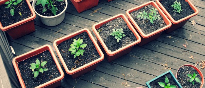 Container Gardening - Utah